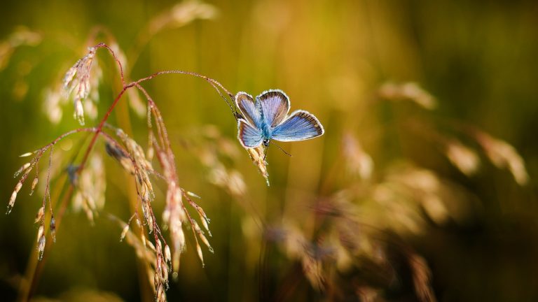 la negazione dei diritti