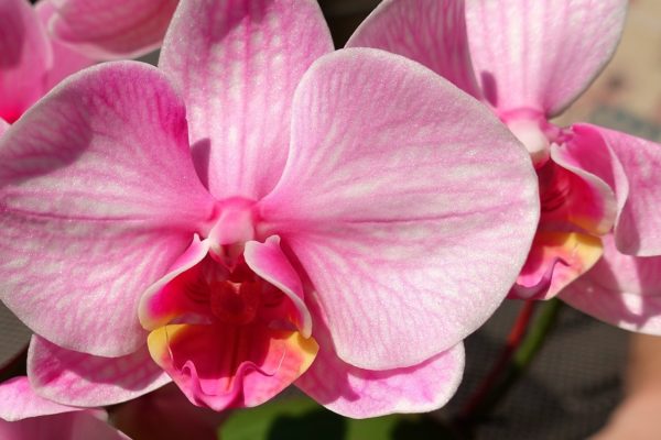 La gentilezza: un linguaggio universale