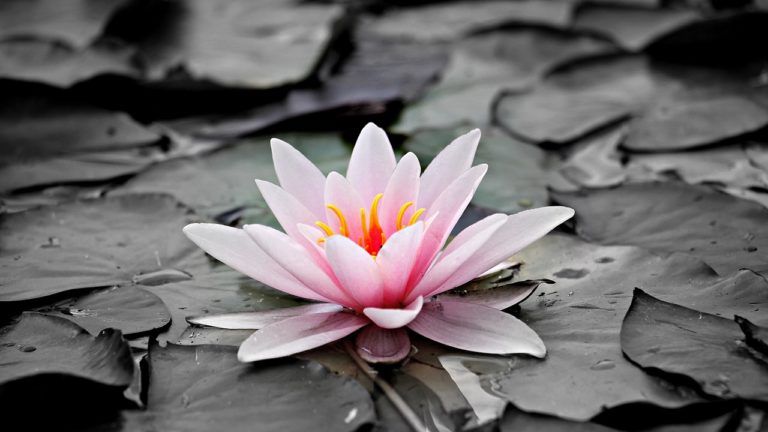 Ho fallito ma con dignità