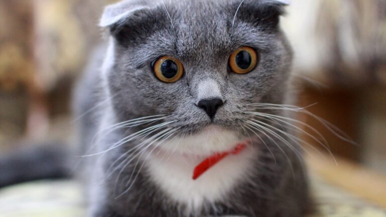 risorse profondamente inumane