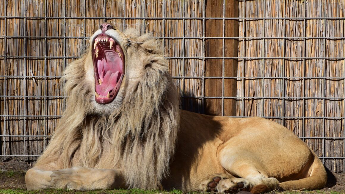 Noia da social media