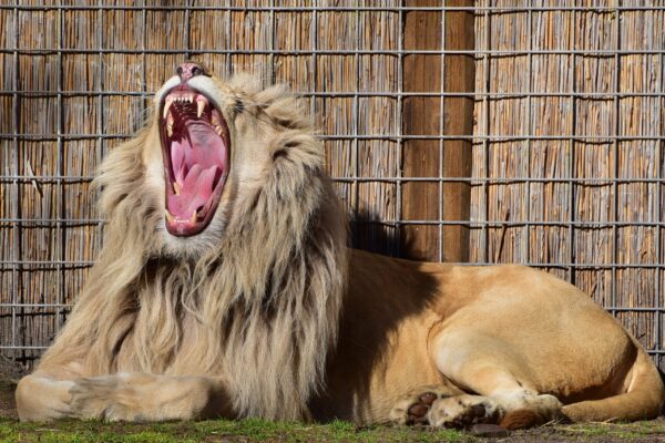 Noia da social media