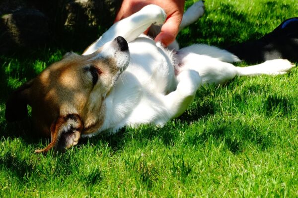 Gli adulatori manipolatori