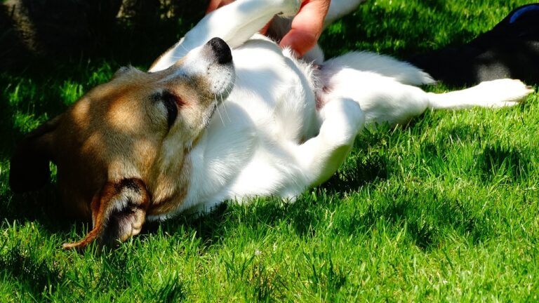 Gli adulatori manipolatori